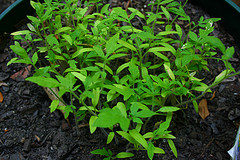 156/365.2011 {Baby Tomato Plants} 