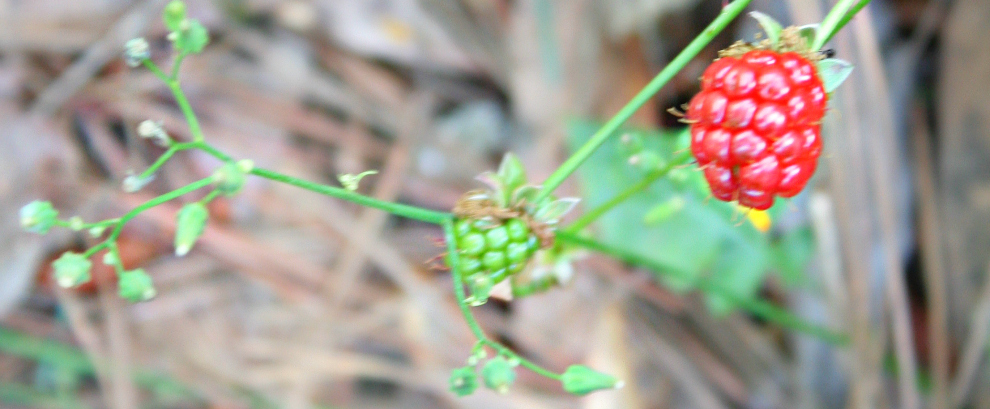 136.365 {Baby Blackberries}