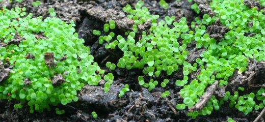 118/365.2011 {Growing Oregano}