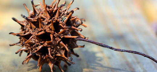 82/365.2011 {Sweet Gum Seed Pod} 